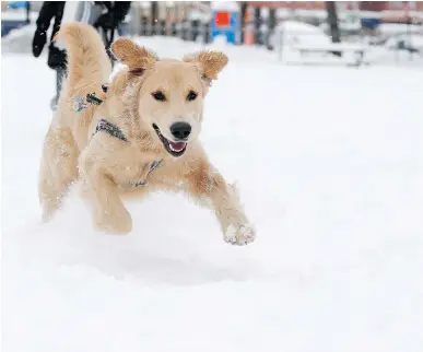  ?? ALLEN McINNIS ?? Rex plays in the fresh snow at the Parc Gallery dog park on Monday.