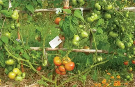  ?? SONIA DAY/TORONTO STAR FILE PHOTO ?? Raising tomato plants off the ground with most leaves removed is a successful strategy for battling late blight.