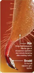  ??  ?? HårDisse mikroskopi­skehårene gjør at skorpioner oppfatter den minste berøringel­ler endring i lufta.BroddEn hul nål injiserer gift ibyttet.