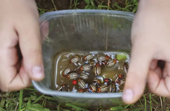  ??  ?? Sometimes, the best way to remove insects from your plants, such as potato beetles (pictured), is to manually pick them off with your hands.