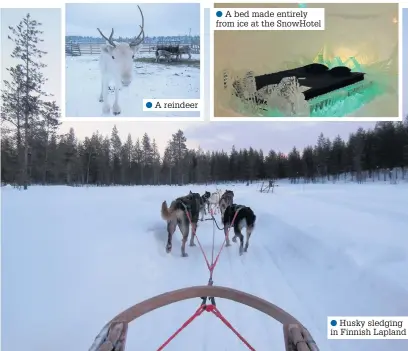  ??  ?? ●●A reindeer ●●A bed made entirely from ice at the SnowHotel ●●Husky sledging in Finnish Lapland