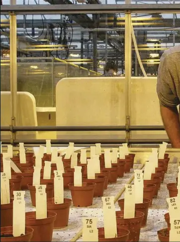  ??  ?? ABOVE Wieger Wamelink from Wageningen University checks on a batch of crops grown in simulant Martian soil