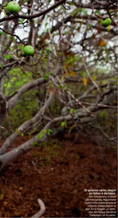  ??  ?? Si quieres verlo, mejor en fotos o de lejos. Con solo rozarlo, el árbol del manzanillo, Hippomane mancinella, puede provocar irritación y ampollas en la piel. En la imagen, un ejemplar del Parque Nacional Galápagos, en Ecuador.