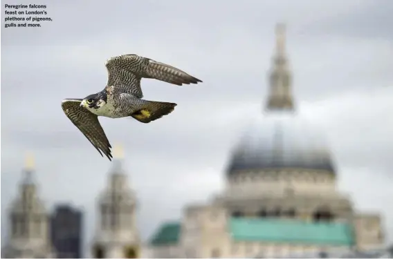  ??  ?? Peregrine falcons feast on London’s plethora of pigeons, gulls and more.