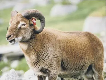  ??  ?? 0 Experts are researchin­g a parasite from St Kilda which spreads through sheep