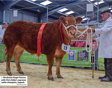  ?? Athwenna Irons ?? > Stockman Roger Pascoe with Chris Eddy’s supreme cattle champion, Superb