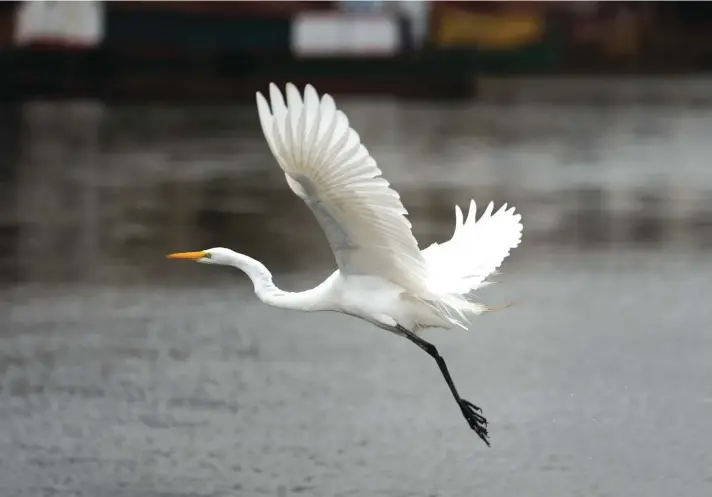  ?? ?? An egret flies near the port of Asuncion, amid a historic drought that is affecting the river's level, in Paraguay on Tuesday. Photo: AP