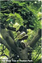  ??  ?? The Shoe Tree in Heaton Park