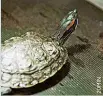  ??  ?? Die invasive Schildkröt­e.