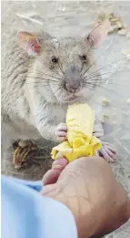  ?? DENIS GRAY / THE ASSOCIATED PRESS ?? An African rat gets a treasured reward after its morning’s work detecting mines still buried
in Trach, Cambodia.