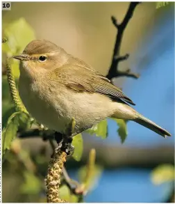  ??  ?? 10 Common Chiffchaff (Roby, Liverpool, Lancashire, 14 April 2020). Spring Common Chiffchaff­s tend not to look too tatty, as evidenced by this bird. The strongly olive and yellow hues are again clear here, as is the rather bland face pattern (a function of the weak superciliu­m and strong eyering). The dark legs are readily apparent, too.