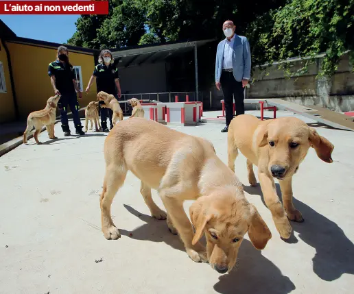  ?? (foto Radaelli) ?? Gli esercizi La pandemia ha fermato l’attività per due mesi nel centro Lions di Limbiate: oggi sono 150 i non vedenti in Italia che aspettano il loro cane guida