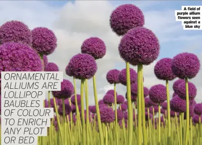  ?? ?? A field of purple allium flowers seen against a blue sky