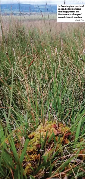  ?? Charlie Elder ?? Growing in a patch of moss, hidden among the bog grasses on Dartmoor, a clump of round-leaved sundew