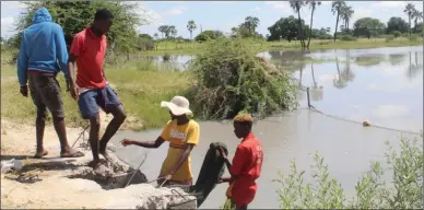  ?? Photos: Victoria Kaapanda ?? Catching… Unemployed youths surviving on fish in Omusati.