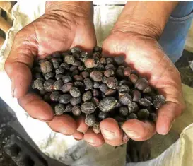  ?? —JHESSET O. ENANO ?? CROP YIELD Farmer Julian Aguilar shows the coffee beans he has harvested on his farm in Cavite province. With changing climate, he is planting other crops to ensure yield for his livelihood and food on the family table.