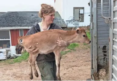  ?? MARK HOFFMAN/MILWAUKEE JOURNAL SENTINEL ?? Emily Harris of Wylymar Farms loads one of her Jersey calves onto a truck bound for farms in Indiana and New York. She and her wife, Brandi, recently sold most of their cows and shut down their dairy operation. Trade wars are one factor in the downturn, though state dairy farmers finally got some good news Friday about a trade deal with Mexico and Canada. Story on 5A.