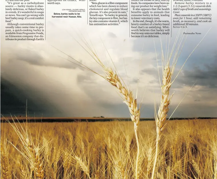  ?? LEAH HENNEL, CALGARY HERALD,
POSTMEDIA NEWS, FILE ?? Below, barley waits to be harvested near Hussar, Alta.