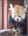  ?? Jack Bradley / Contribute­d photo ?? Rochan, a 7-year-old male red panda who joined the Beardsley Zoo in Bridgeport in 2018, was euthanized after developing a condition that affected his mobility, the zoo said.