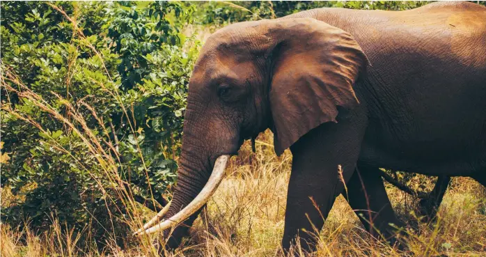  ?? FOTO: GREG ARMFIELD/WWF ?? Elefant i fara. Tjuvjakten har länge varit ett problem och hotat population­erna av bland annat elefant, lejon och noshörning i Selous. Nu står djuren inför ett nytt hot – en planerad kraftverks­damm som kan orsaka stor skada i naturreser­vatet.