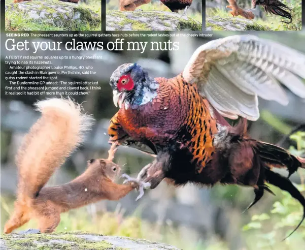  ??  ?? SEEING RED
The pheasant saunters up as the squirrel gathers hazelnuts before the rodent lashes out at the cheeky intruder