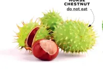  ??  ?? horse chestnut do not eat