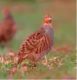  ?? ?? Farmers creating habitat for grey partridges are wary about who is shooting on their land