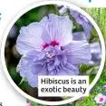  ?? ?? Hibiscus is an exotic beauty