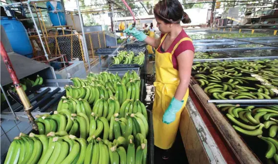  ?? GRACIELA SOLIS / ARCHIVO ?? 4 Tropical es un agresivo hongo que afecta a los bananos y los plátanos.