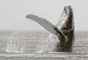  ?? Michael Dwyer / Associated Press file ?? A humpback whale breaches about 25 miles east of Boston. Environmen­talists say air guns for seismic surveys are so loud they can disturb or injure endangered whales and other marine mammals.