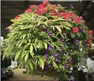  ?? (Chris Brown/Handout via TNS) ?? Rockapulco Coral Reef impatiens dazzle in the hanging basket featuring Sweet Caroline Medusa Green sweet potato and Summer Wave Large Violet torenia or wishbone flower.