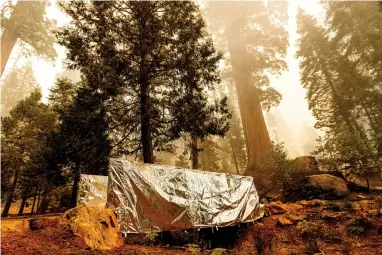  ?? AP PHOTO BY NOAH BERGER ?? Fire-resistant wrap covers a bridge as the Windy Fire burns in the Trail of 100 Giants grove of Sequoia National Forest, Calif., on Sunday, Sept. 19, 2021.