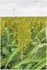  ?? Mark Mulligan / Chronicle ?? Export of U.S. sorghum to China reached $1.5 billion in 2015-16.