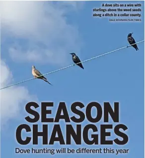  ?? DALE BOWMAN/SUN-TIMES ?? A dove sits on a wire with starlings above the weed seeds along a ditch in a collar county.