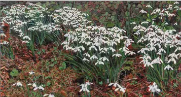  ??  ?? ‘Snowdrops’ by Andrew Manson.