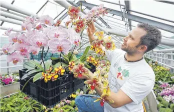  ?? FOTO: ROLAND RASEMANN ?? Orchideen sind am Wochenende in Neu-Ulm zu sehen und zu riechen.