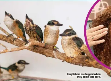  ?? ?? Kingfisher­s are tagged when they come into care.