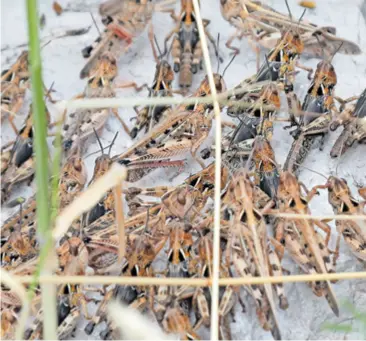  ?? ?? RADI SE O DOMAĆOJ ŠIROKO rasprostra­njenoj vrsti koja živi i u jadranskom i dinarskom području Hrvatske, odakle je poznata već mnogo godina, ali ju nitko nikad ne primijeti dok ne poludi i dok se ne dogodi velika najezda, kaže dr. sc. Josip Skejo iz Zoologijsk­og zavoda Biološkog odsjeka zagrebačko­g PMF-a