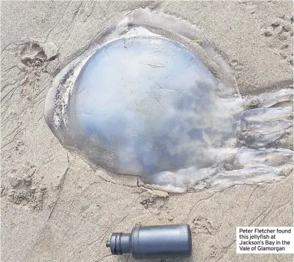  ??  ?? Peter Fletcher found this jellyfish at Jackson’s Bay in the Vale of Glamorgan