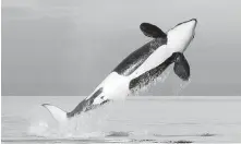  ?? ELAINE THOMPSON, THE ASSOCIATED PRESS ?? A female resident orca whale breaches while swimming in Puget Sound near Bainbridge Island. The federal government has released a recovery plan for the endangered population of killer whales off British Columbia’s southern coast.