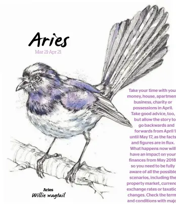  ??  ?? Willie wagtail Aries