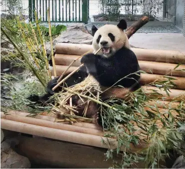  ?? Foto: dpa/Axel Schmidt ?? Der Pandabär Jiao Qing im Berliner Zoo