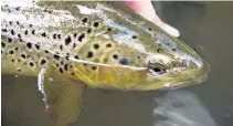  ?? PHOTO: GETTY IMAGES ?? The Mataura is a worldfamou­s trout river.