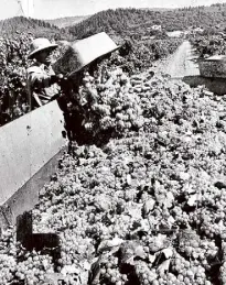  ?? Gordon Peters/The Chronicle ?? Grapes are dumped into a truck headed to the crusher at Charles Krug Vineyards in 1970.