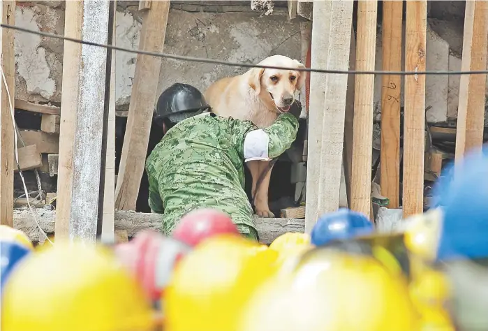  ?? ARACELI LÓPEZ ?? Frida, una perra labrador de siete años que suma 52 salvamento­s en su haber, fue enviada ayer por la mañana para rastrear a posibles sobrevivie­ntes en el colegio de Coapa.