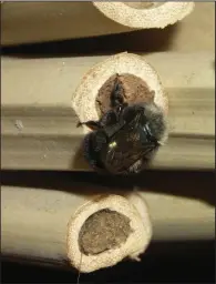  ??  ?? Species of mason bee are effective pollinator­s and are among wild bees most likely to use bee nests.
(Mace Vaughan/Xerces Society/via The Washington Post)