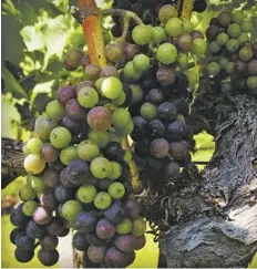  ?? BY JOHN MCCASLIN ?? Grape vines at DuCard Vineyards at the foot of Old Rag Mountain are brimming with grapes this summer.