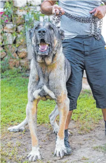  ?? FOTO: SHUTTERSTO­CK ?? Ein mächtiger Hund: die Kraft des Kangals ist nur schwer zu bändigen.