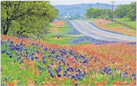  ?? CONTRIBUTE­D BY TOMMY SNOW/LAKE SOMERVILLE STATE PARK ?? Bluebonnet­s and wildflower­s found 10 miles north of Llano on Highway 16.