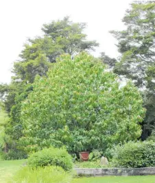  ?? ?? Dwarfed only by the ancient totaras behind, Magnolia Little Gem is an enormous gem in the garden.